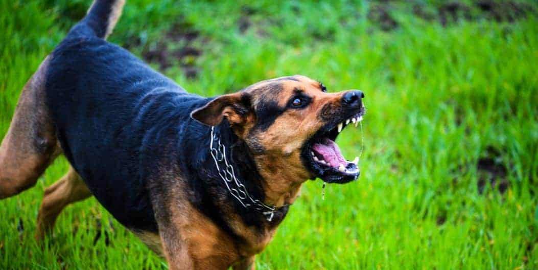 Aggressive dog barking in a grassy field, showcasing teeth and wearing a chain collar.